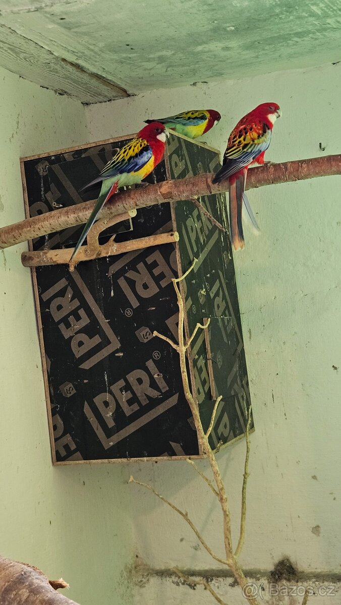 Rosela/modrá, zlatá, pastel, opalin - 2