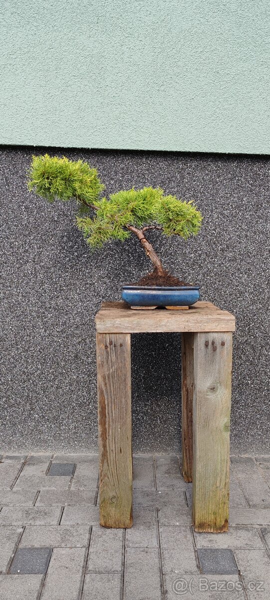 Bonsai, bonsaj, jalovec v misce - 2