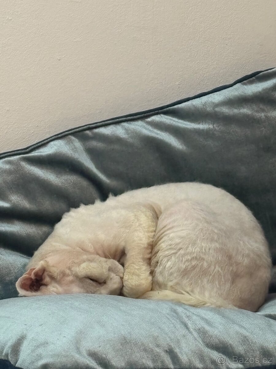 Devon rex kocour s PP - 2