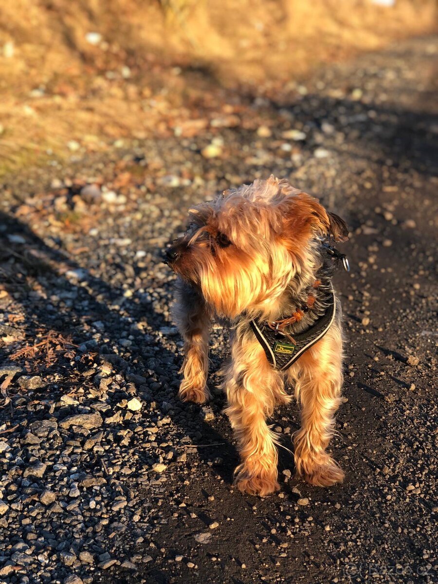 Jorkšírský teriér do dobrých rukou - 2