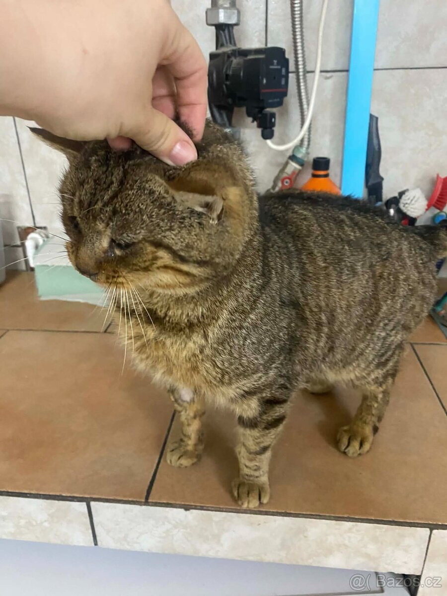 Kocourek Rufus jednoočko - 2