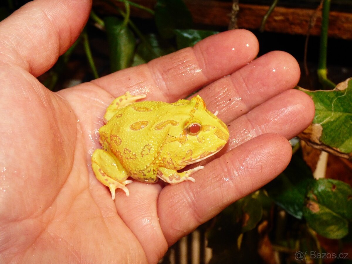 Rohatka cranwellova - 2