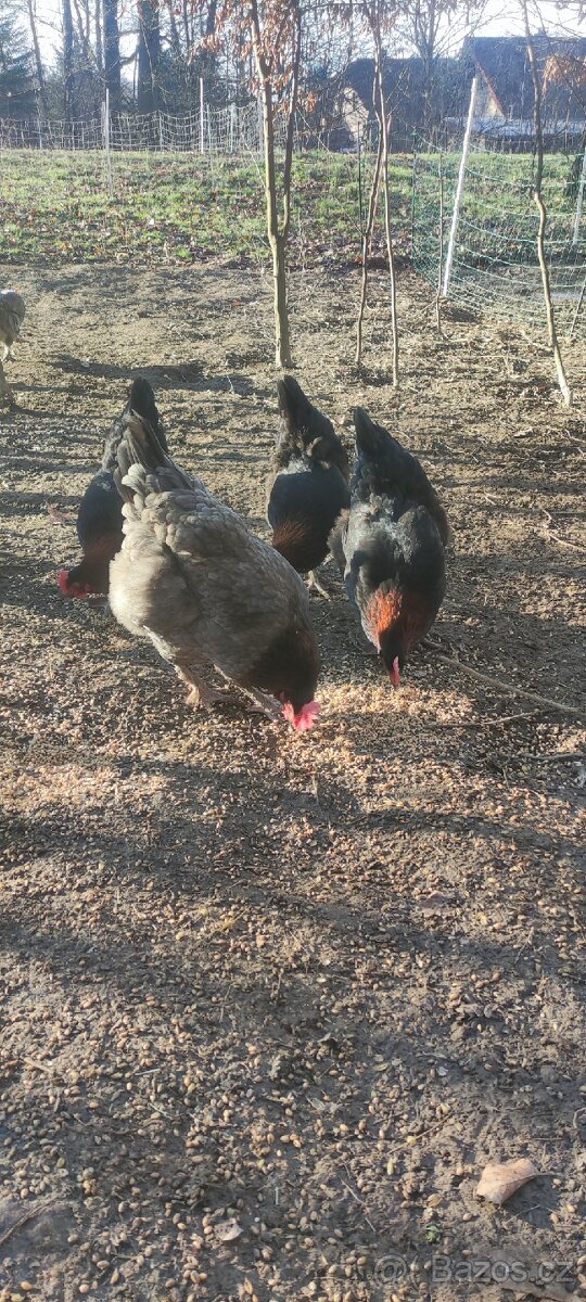 Marans měděněkrká - 2