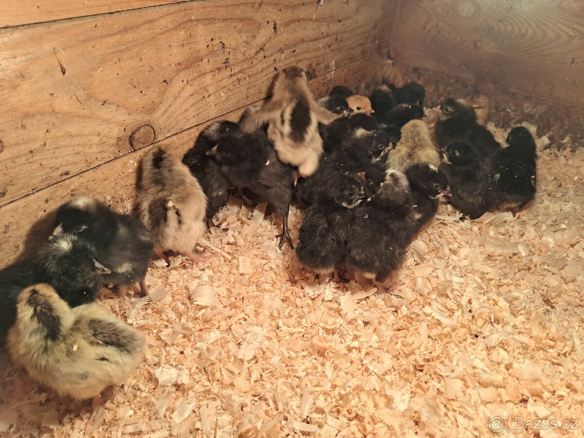 Kuřata - 2