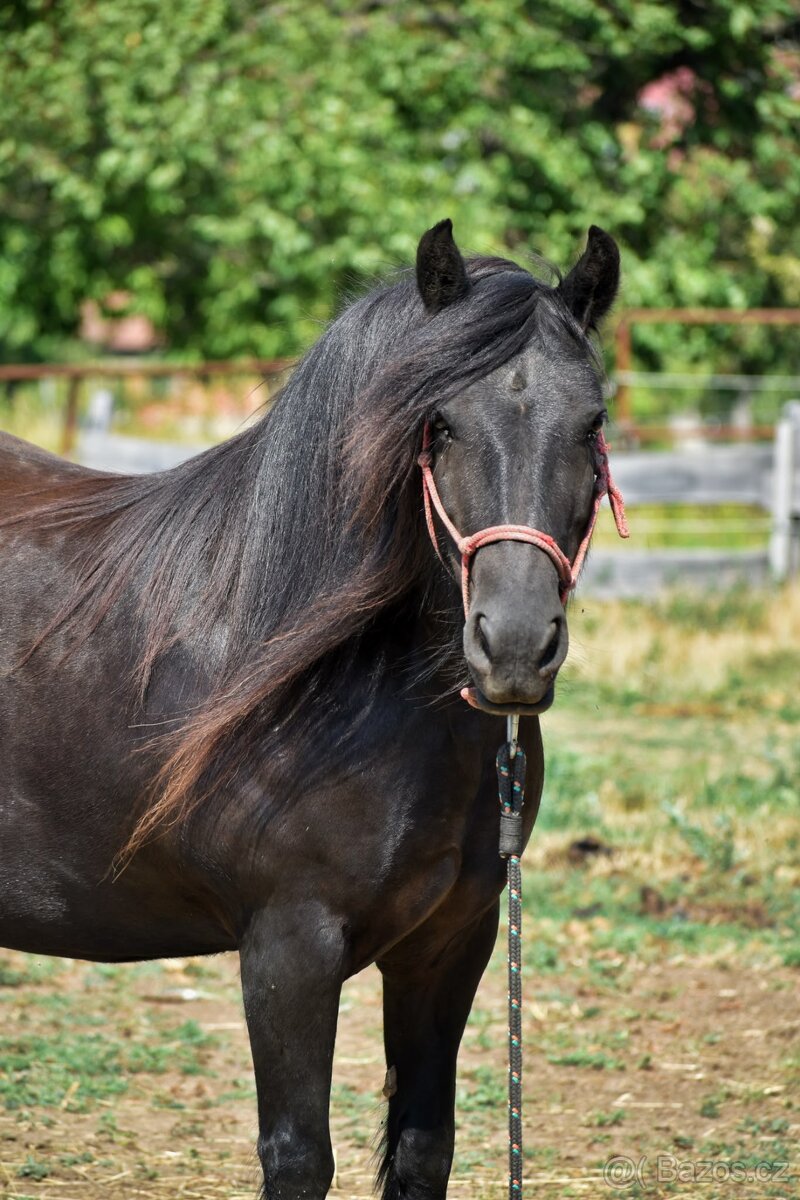 Fell pony - 2