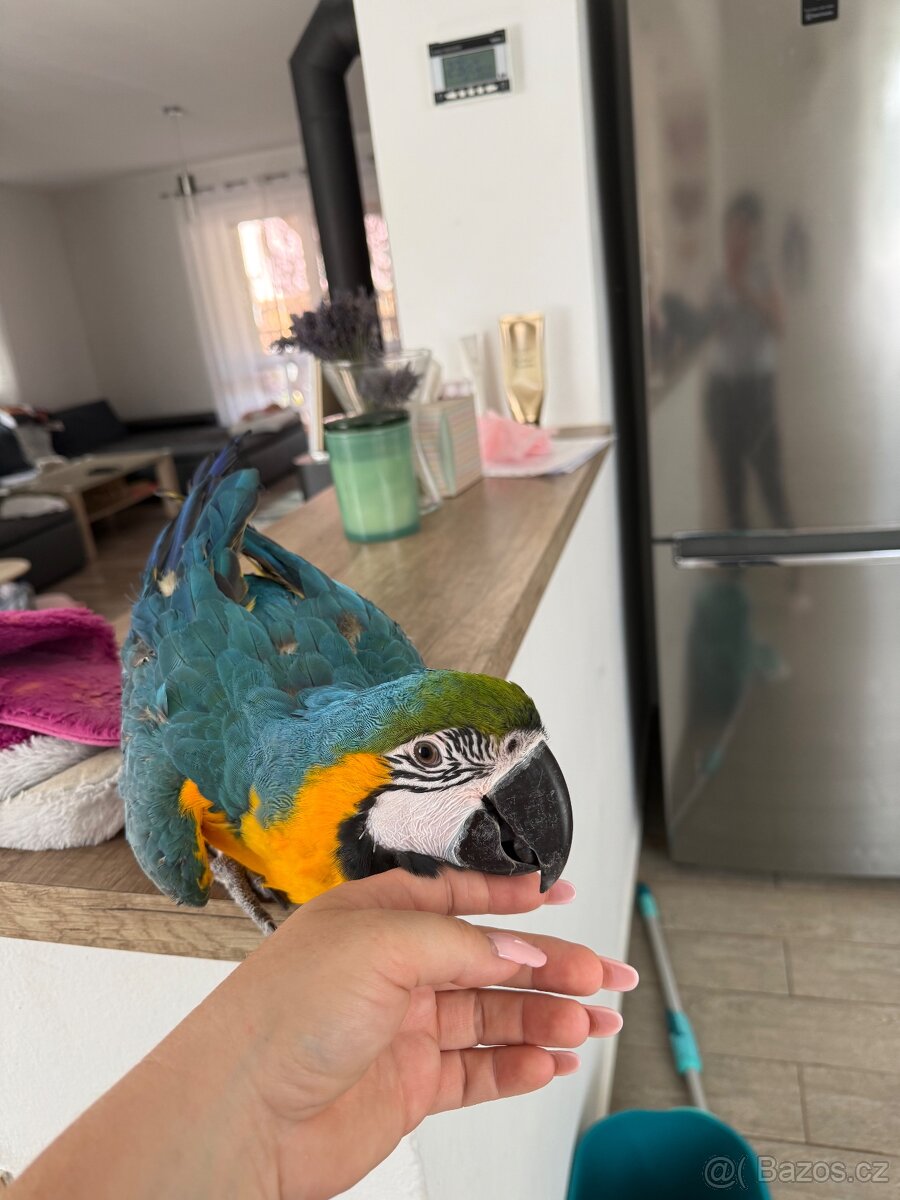 Ara ararauna - 2