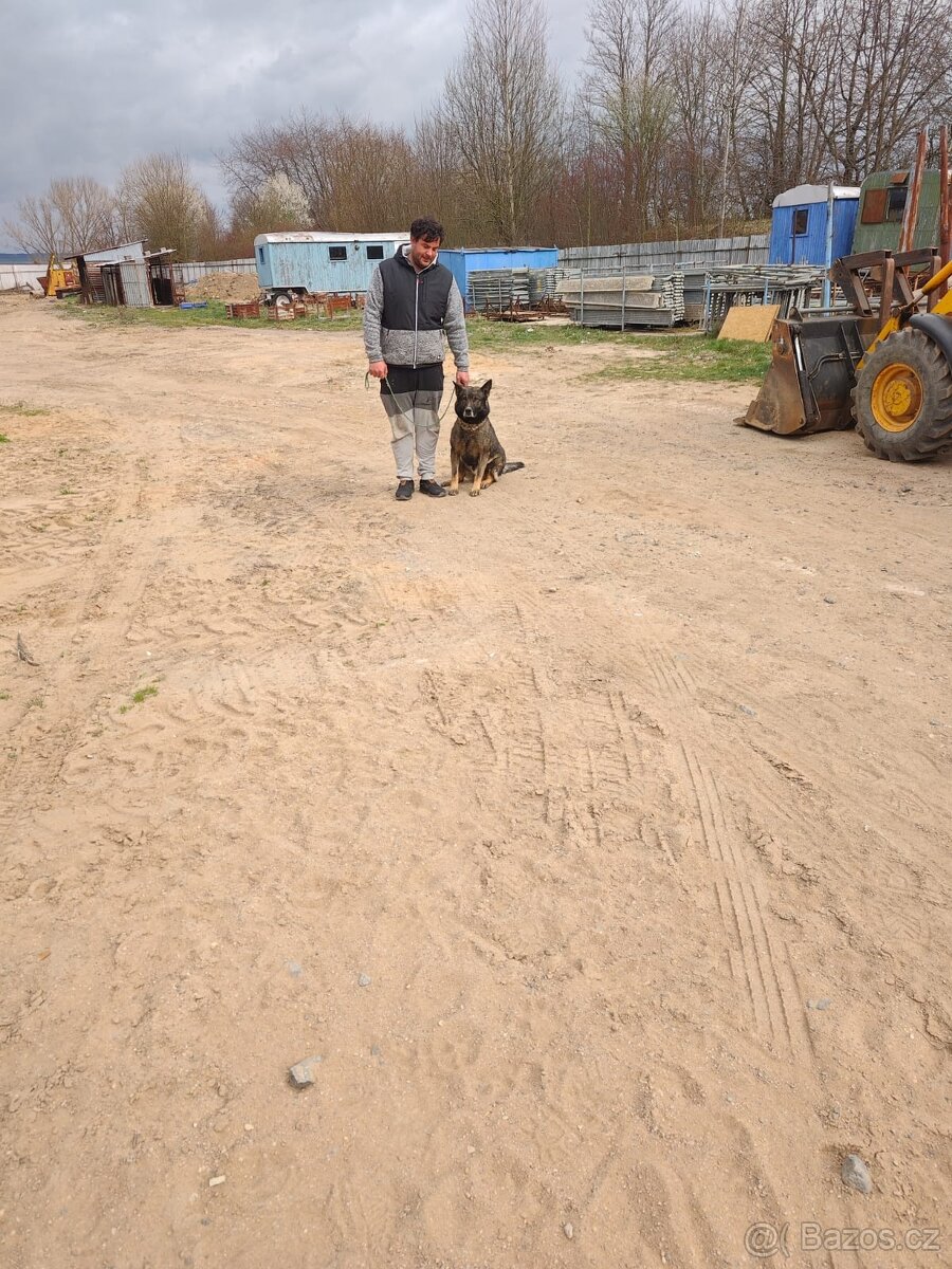Německý ovčák zdarma - 2