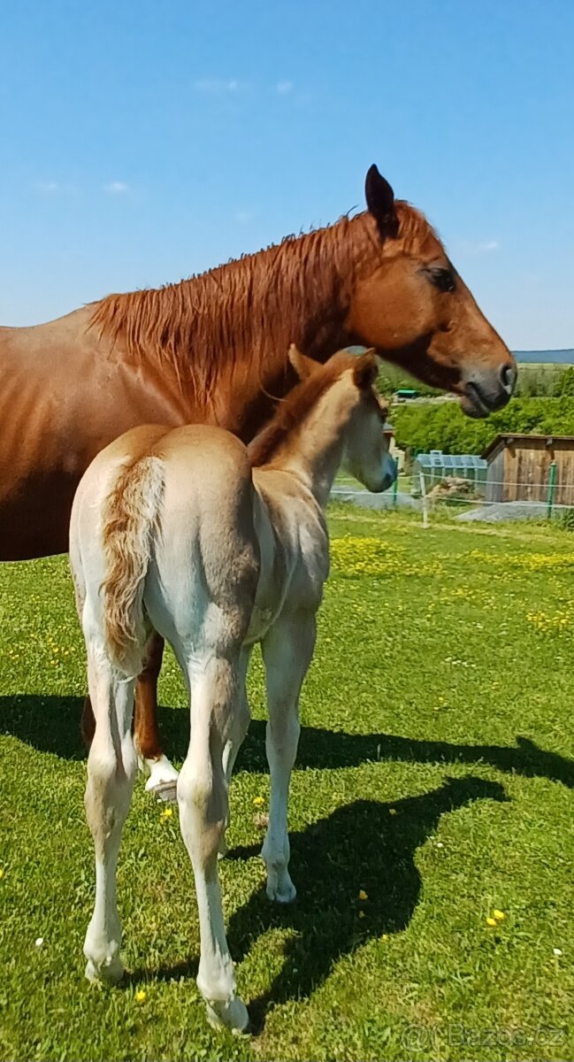 Quarter horse hřebeček - 2