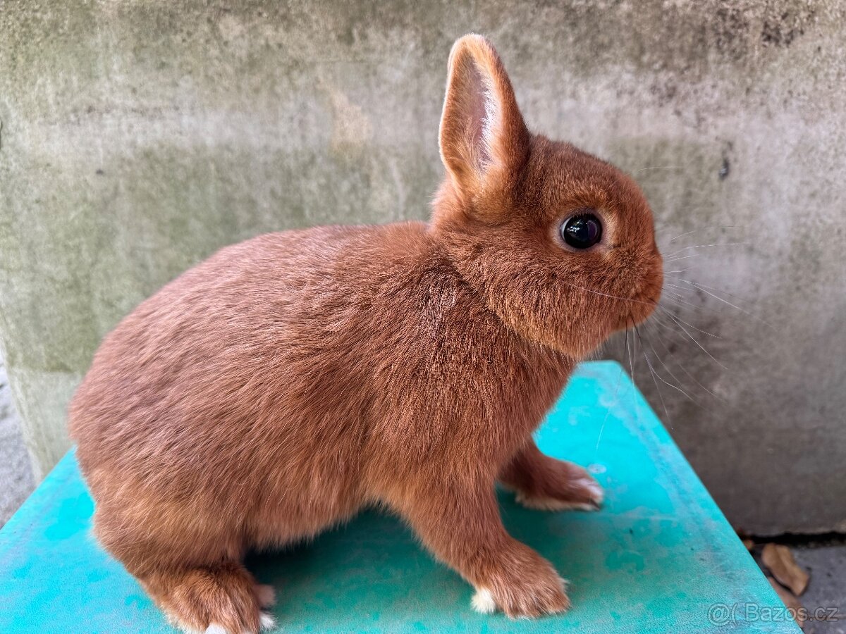 Zakrsly červený - 2