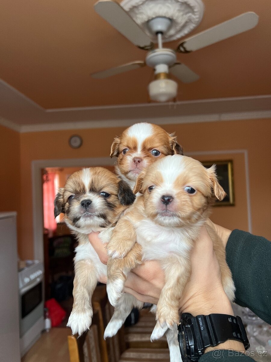 Stenatko Pekinezer - 2