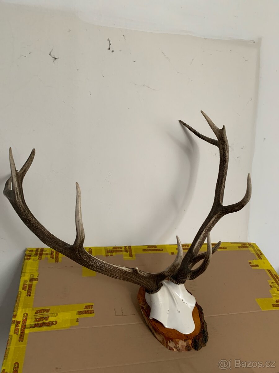Parouzi jeleni trofejni - 2