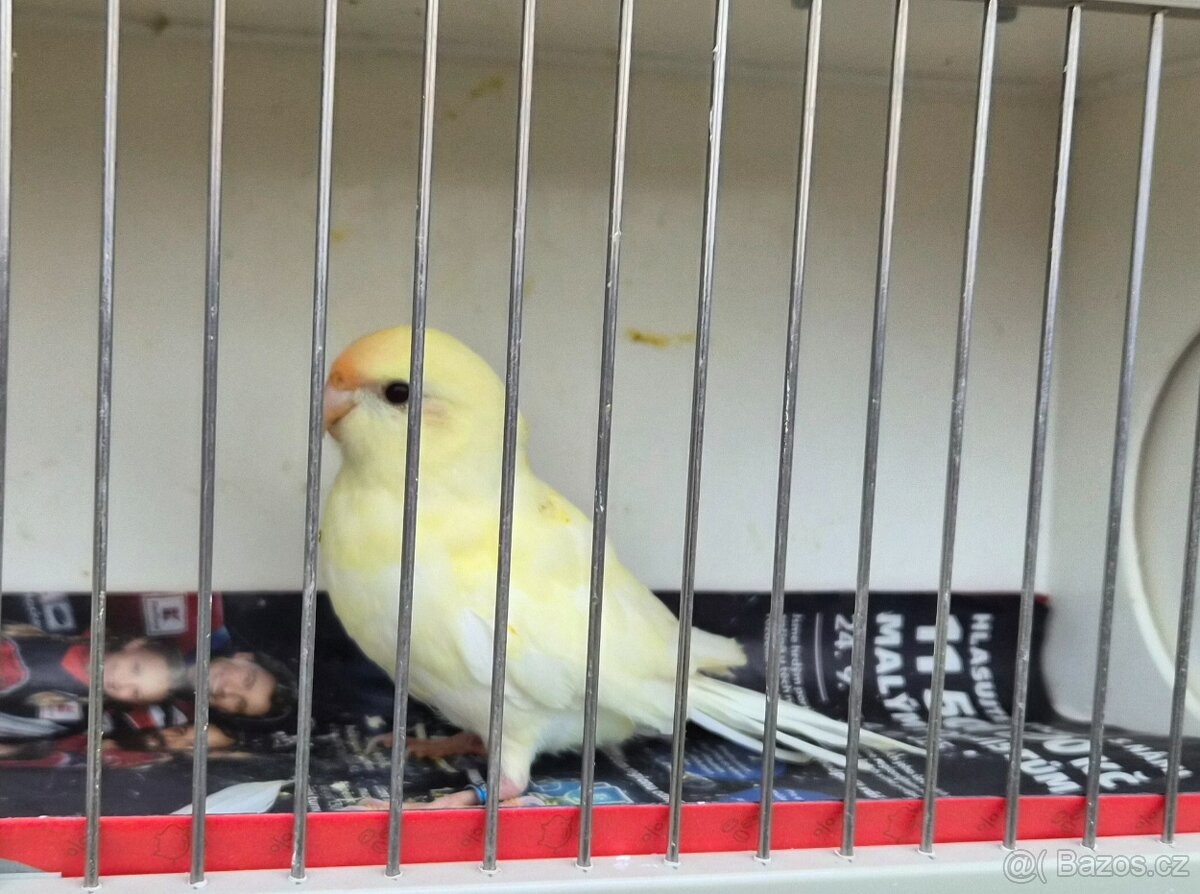 Kakariki rudočely - 2