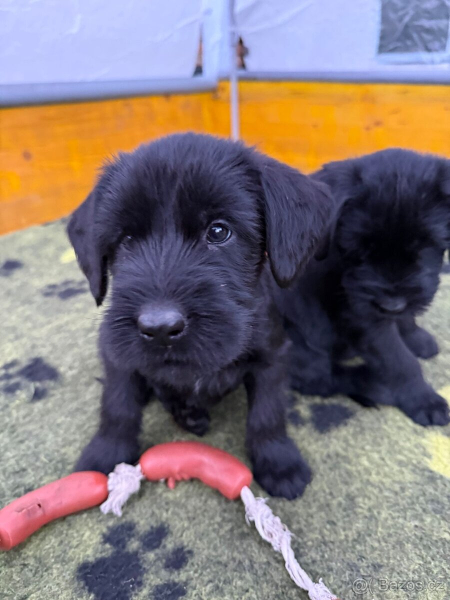 Knírač velký černý - 2