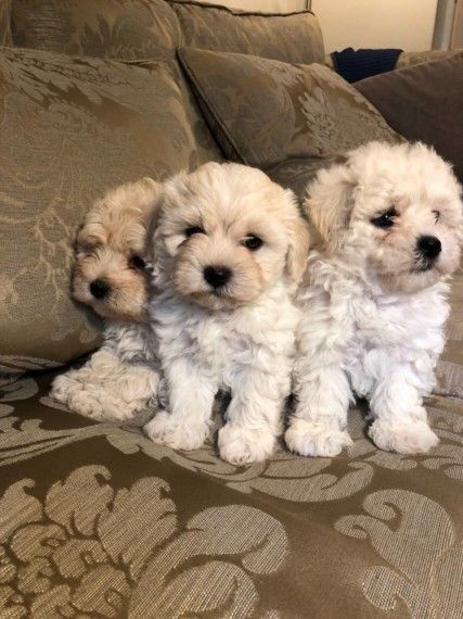 Maltipoo - 2