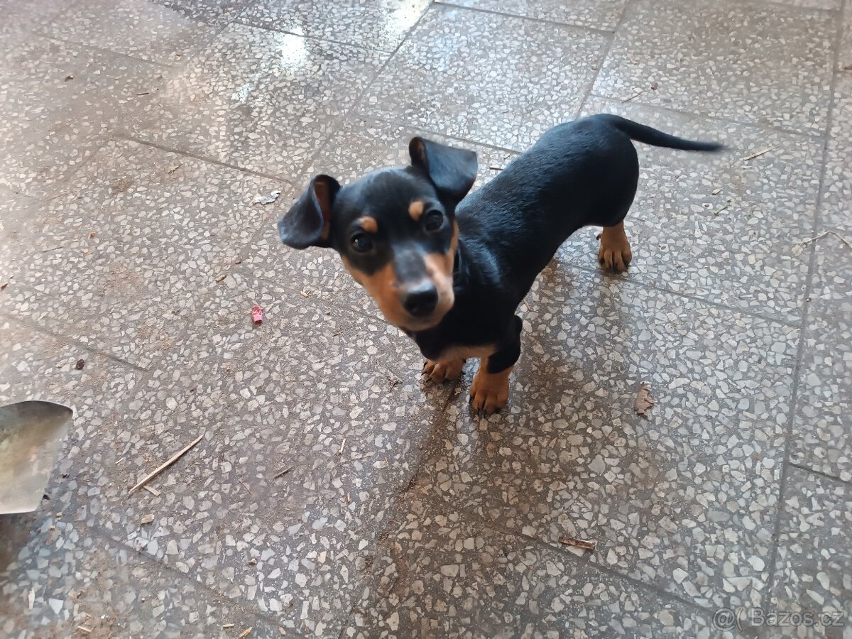 Jezevčík trpasličí krátkosrstý - 2