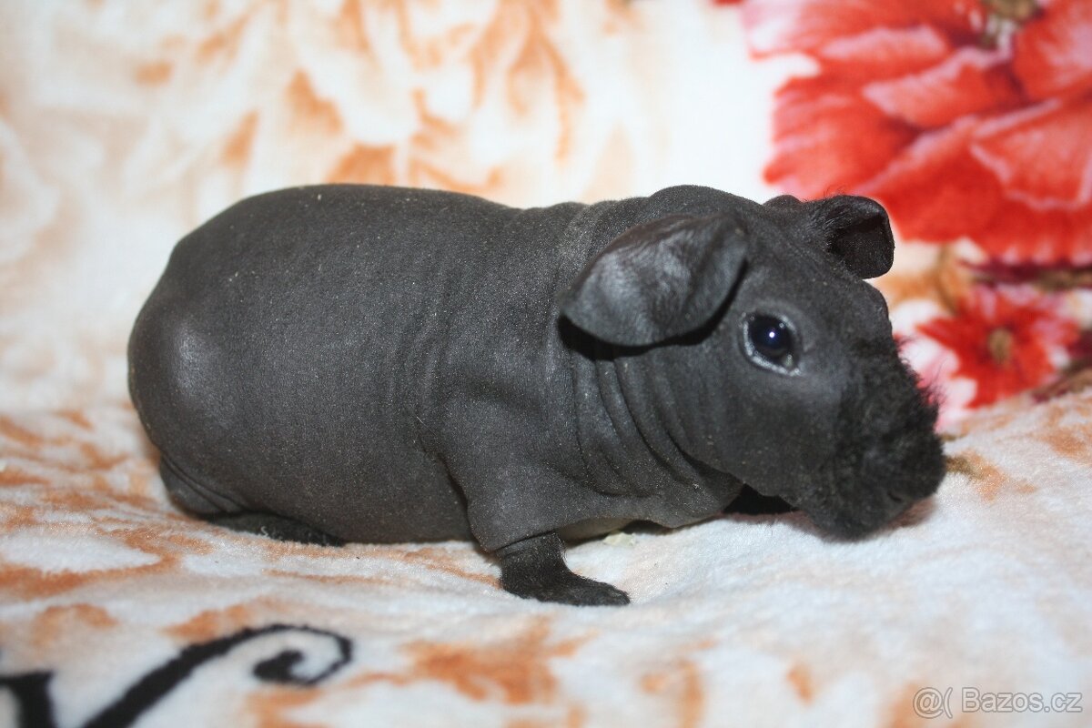 Morče skinny z chs - 2