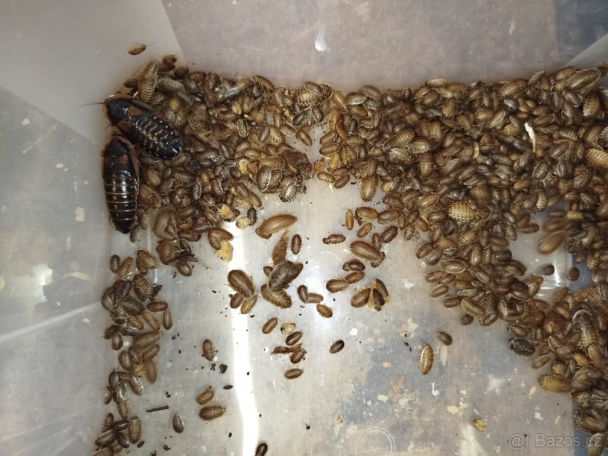 Švábi Blaptica dubia - 2