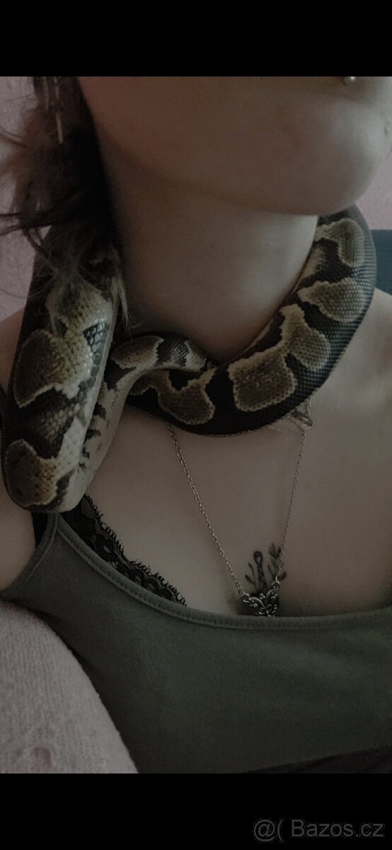 Krajta královská - 2