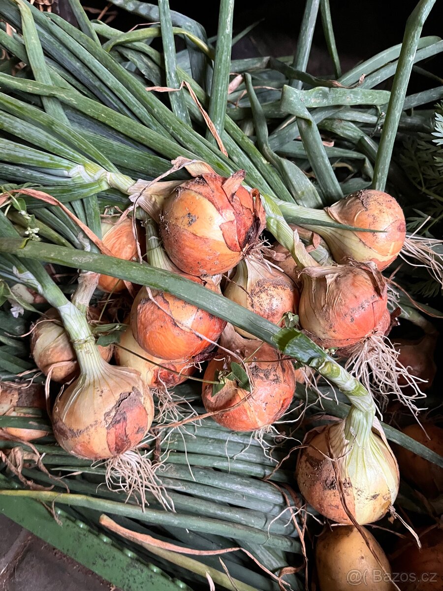 cibule, petržel, mrkev, - 2