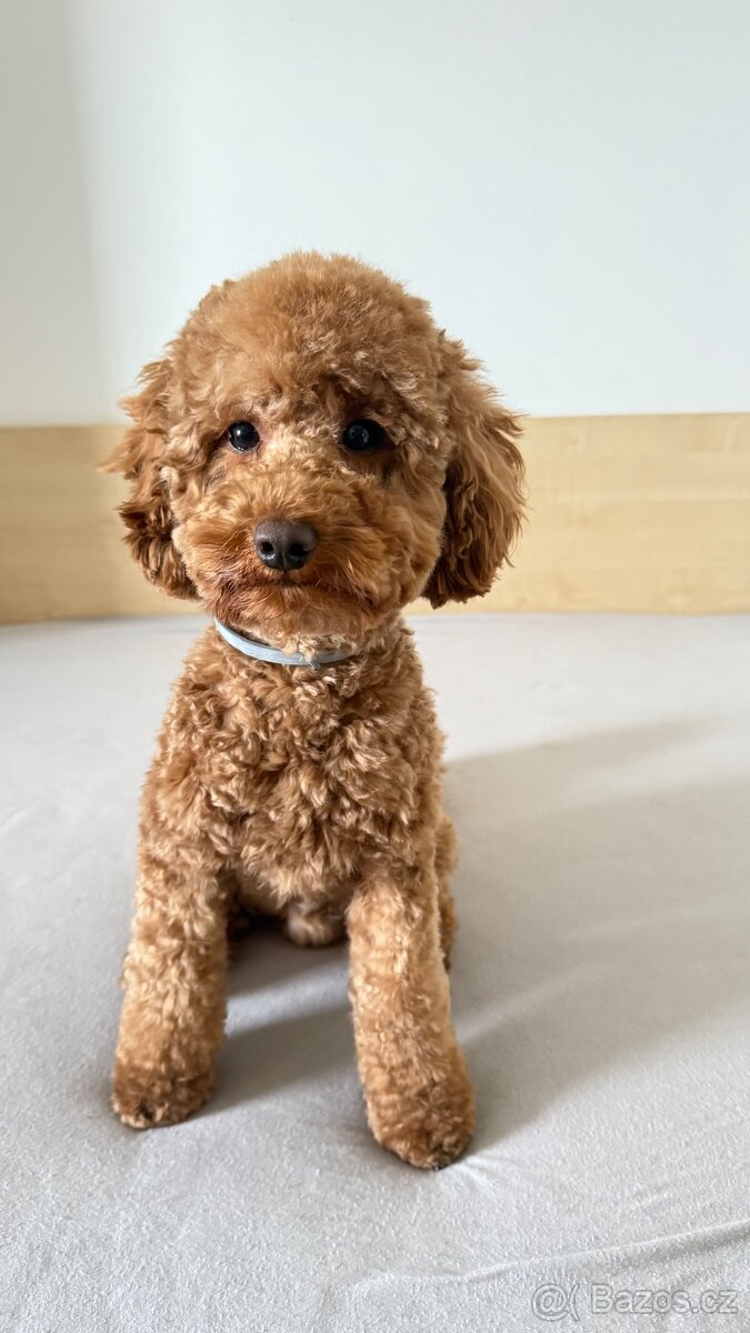 Krytí - Trpasličí Pudl Apricot, 2 roky, 5kg - 2