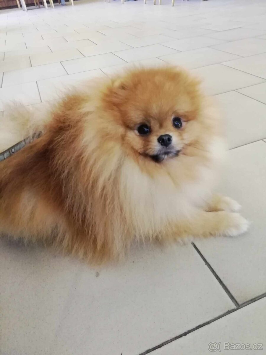 Krásný pomerian s PP a FCI - 2