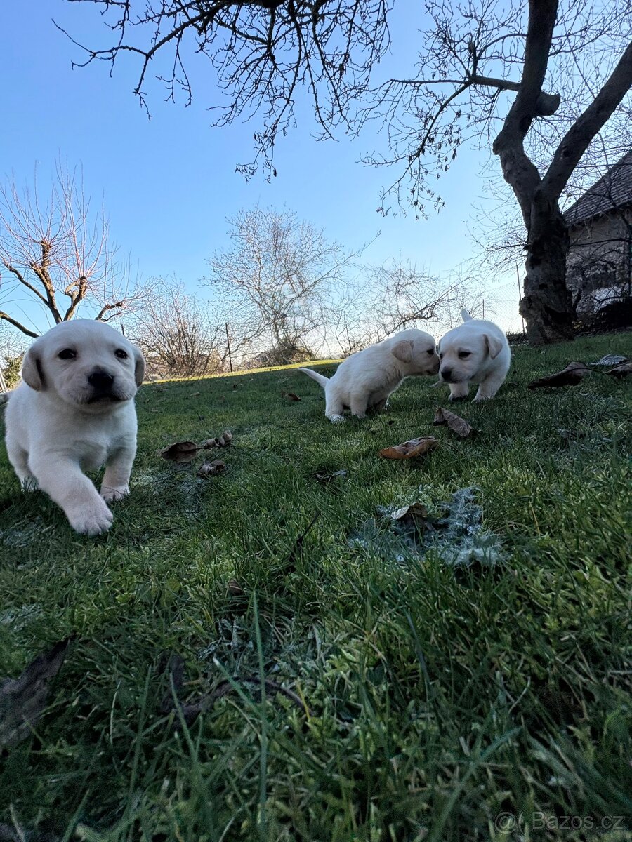 Štěňata Labradorského retrívra - 2