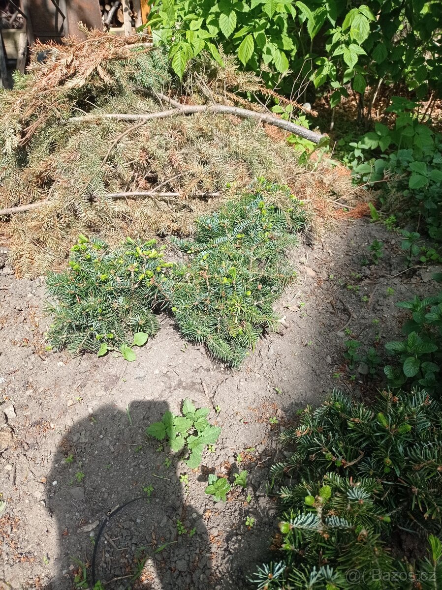 Sazenice Jedle kavkazská- celé zbylé svazky nebo i jiné - 2