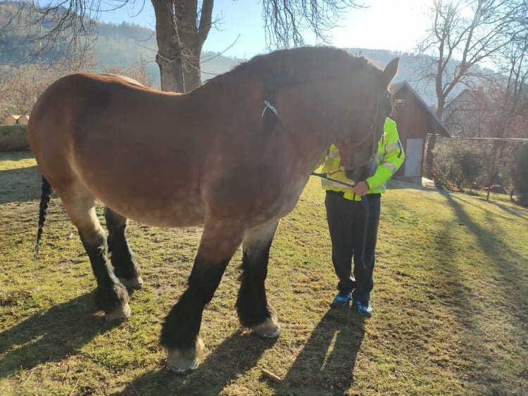 Polský chladnokrevník - 2