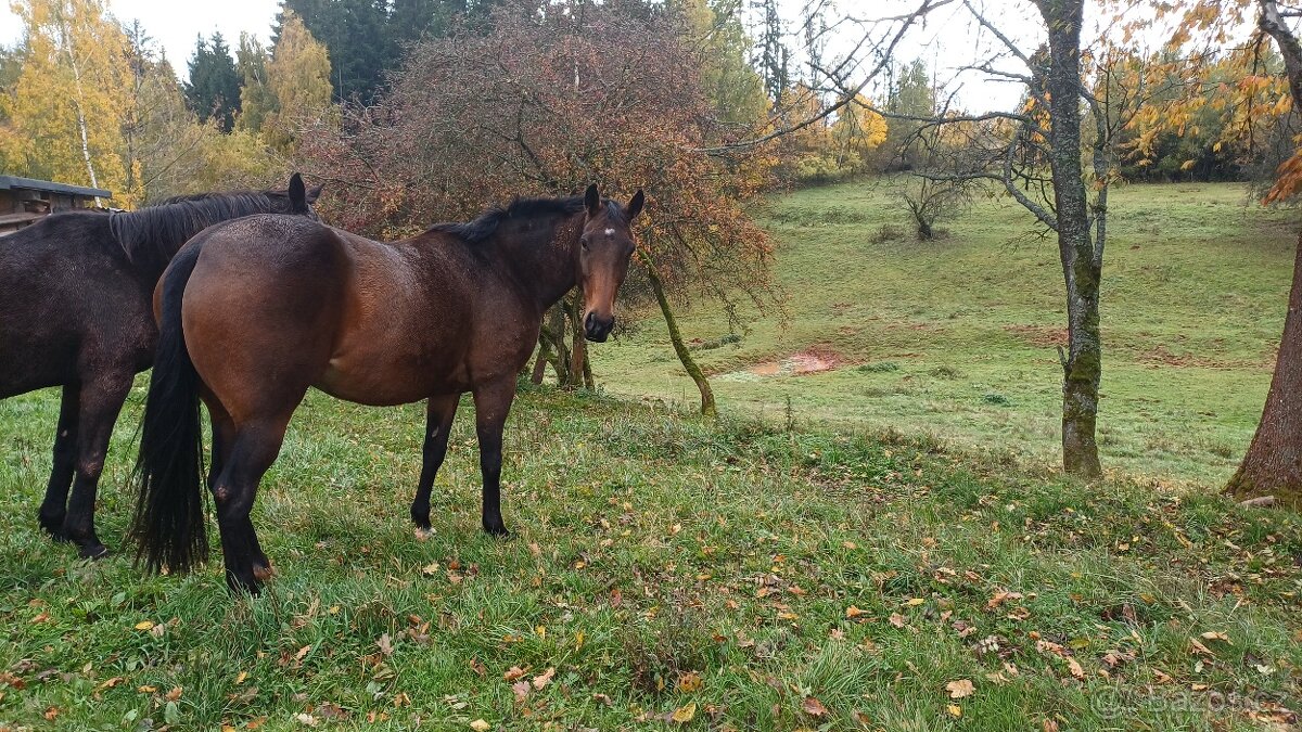 Prodám kobylu A1/1 - 2