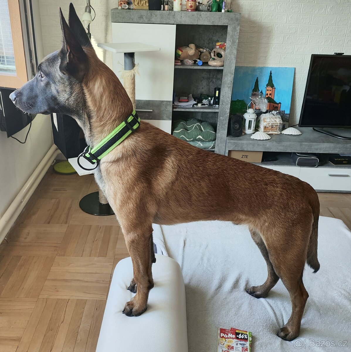 Belgický ovčák Malinois - 2