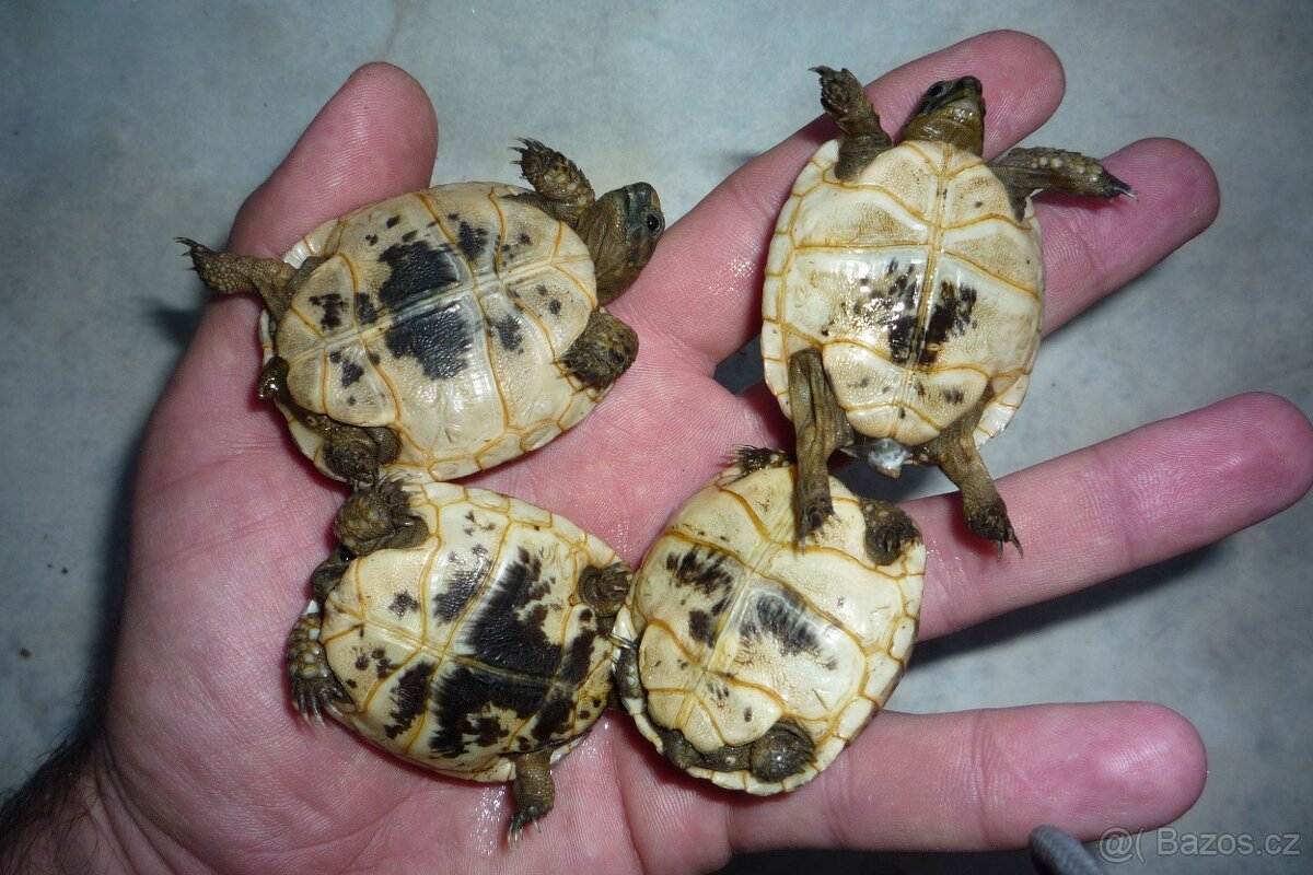 Suchozemská želva Praha - 2