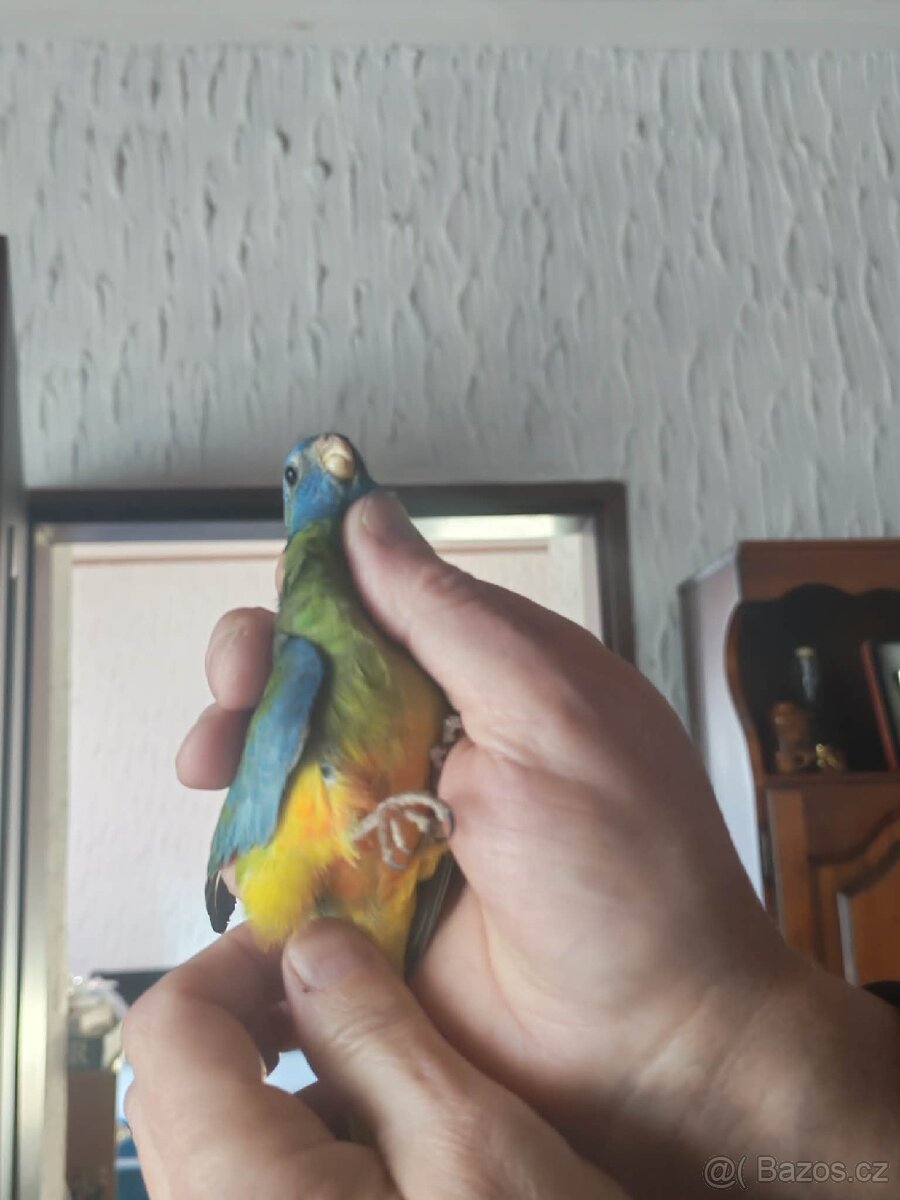 Neoféma modrohlavá - 2