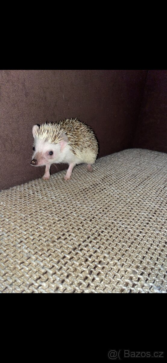 Prodám ježky i s klecí - 2