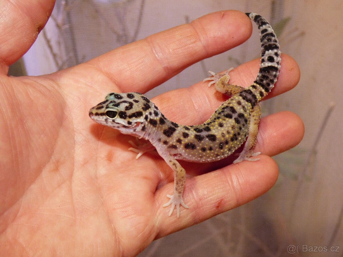 Gekončík noční (Eublepharis macularius) - 2