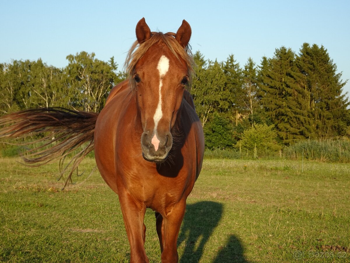 Prodám klisnu WPBr s PP, - 2