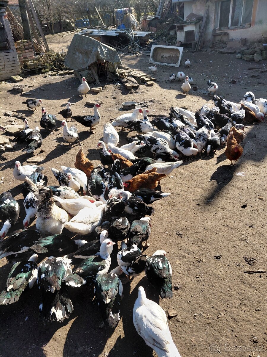 Prodám čínské kačeny - 2