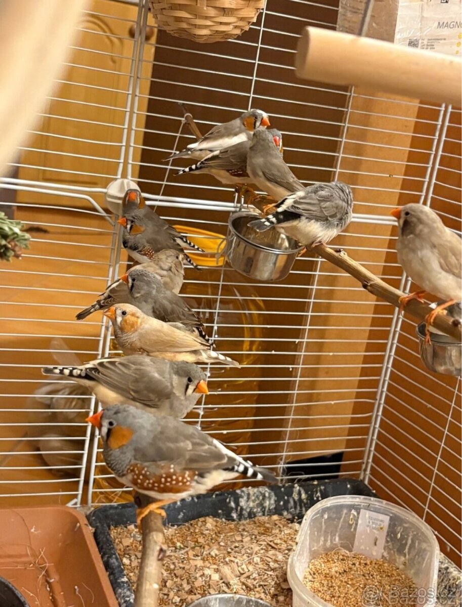 Zebřička pestrá - 2