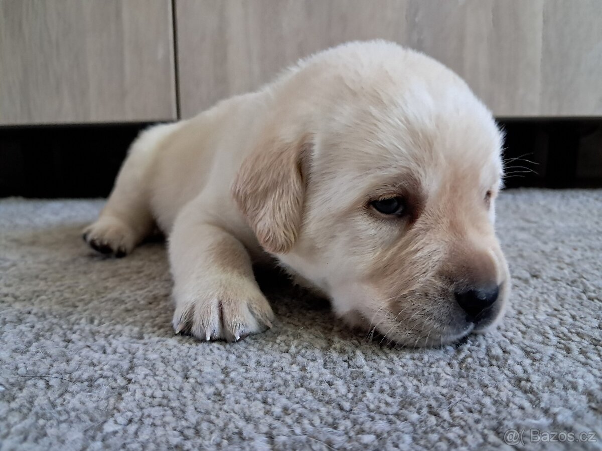 Štěně labradorského retrívra s PP - 2
