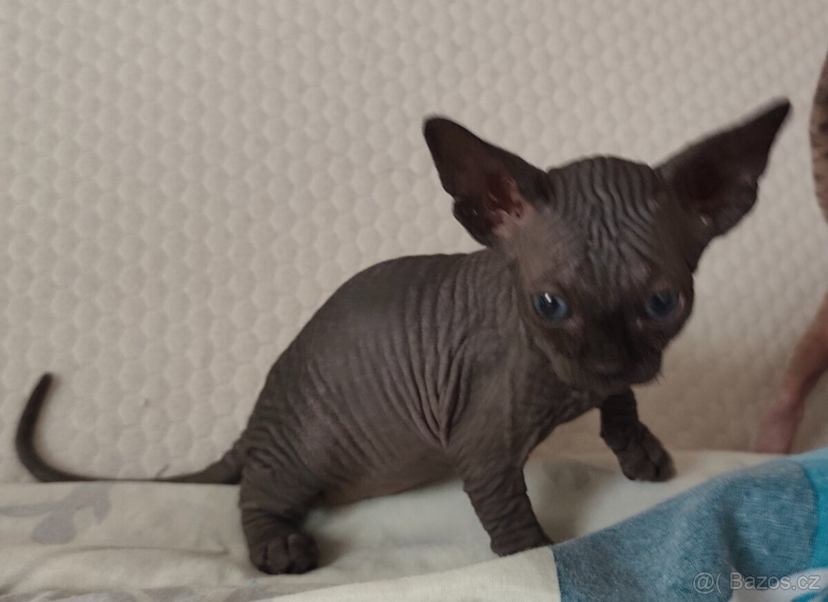 Kanadský sphynx - 2