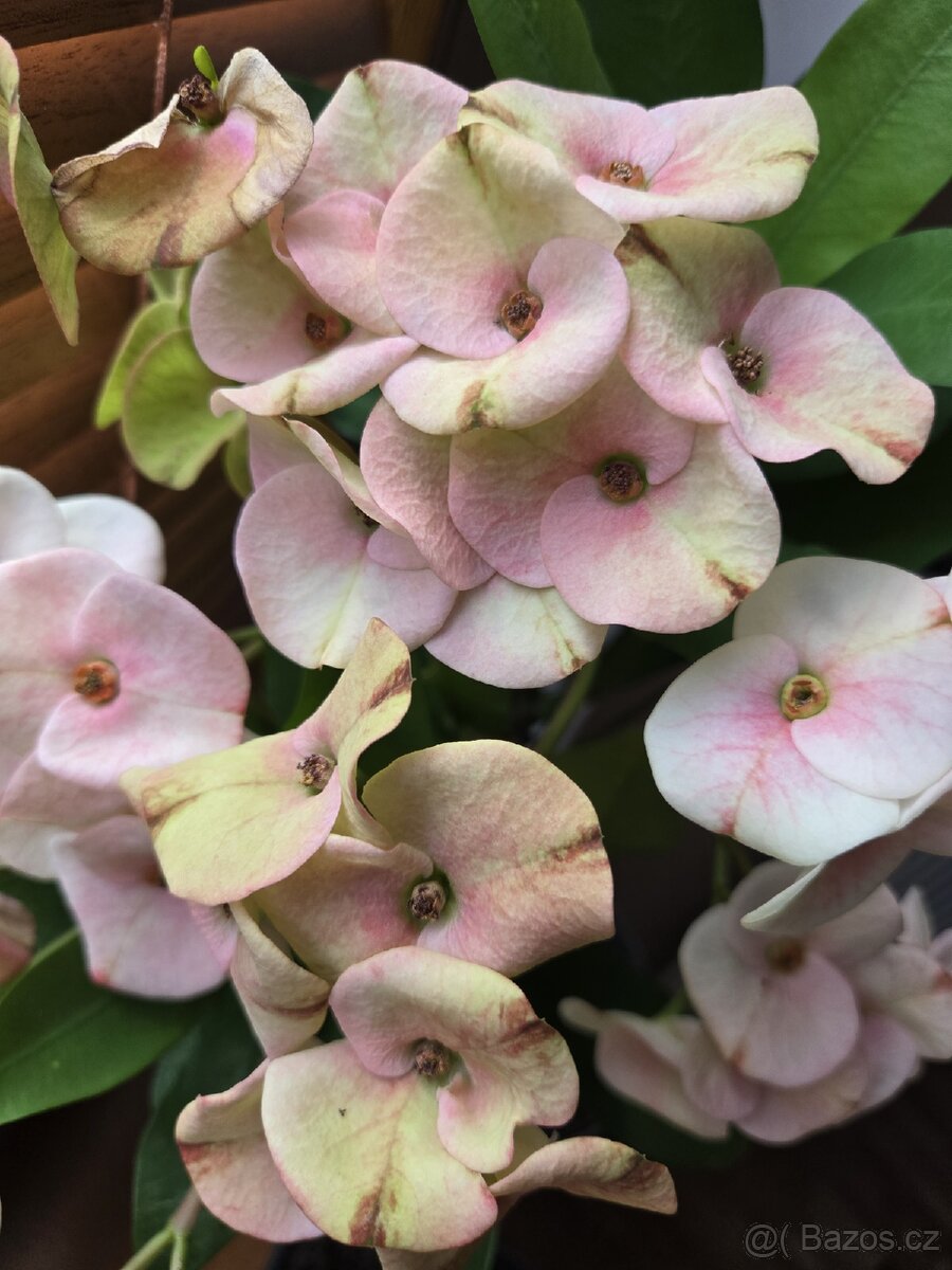 Euphorbia Milii, Trnová koruna - 2