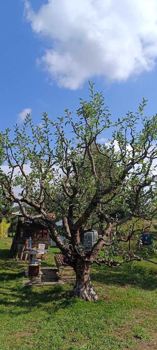 Řez ovocných stromů - 2