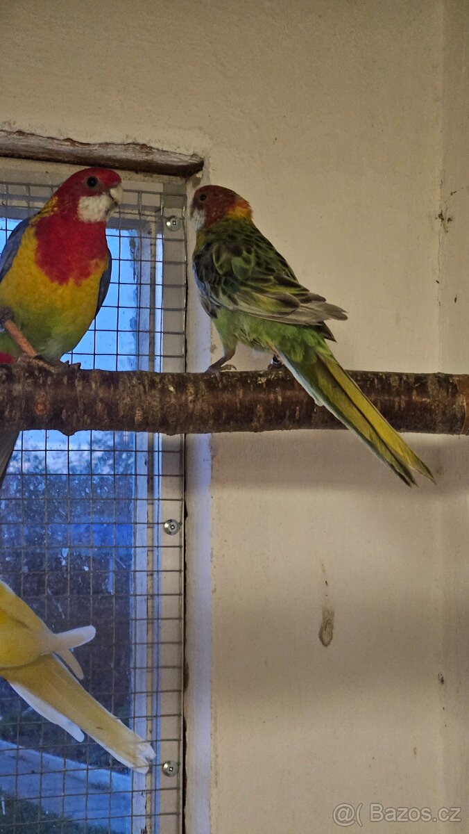 Rosela přírodní straka/modrá, zlatá? - 2