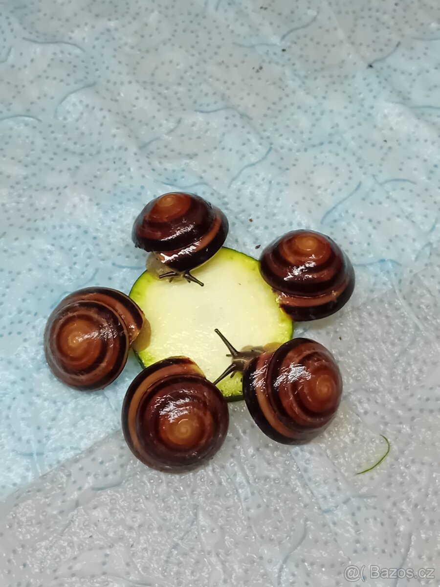 Africký šnek caracolus Salomon Cuba střílet - 2