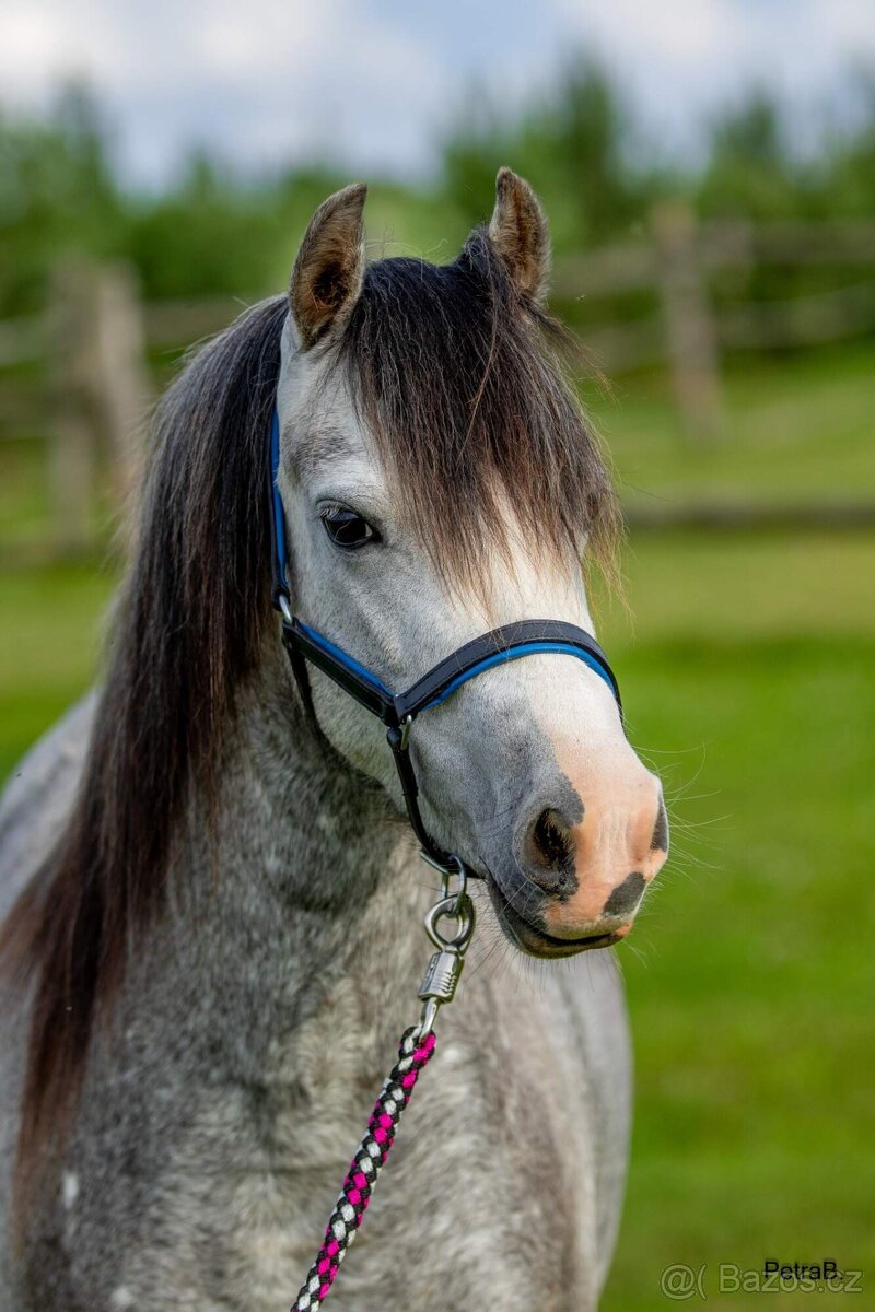 5-letá welsh mountain pony klisna - 2