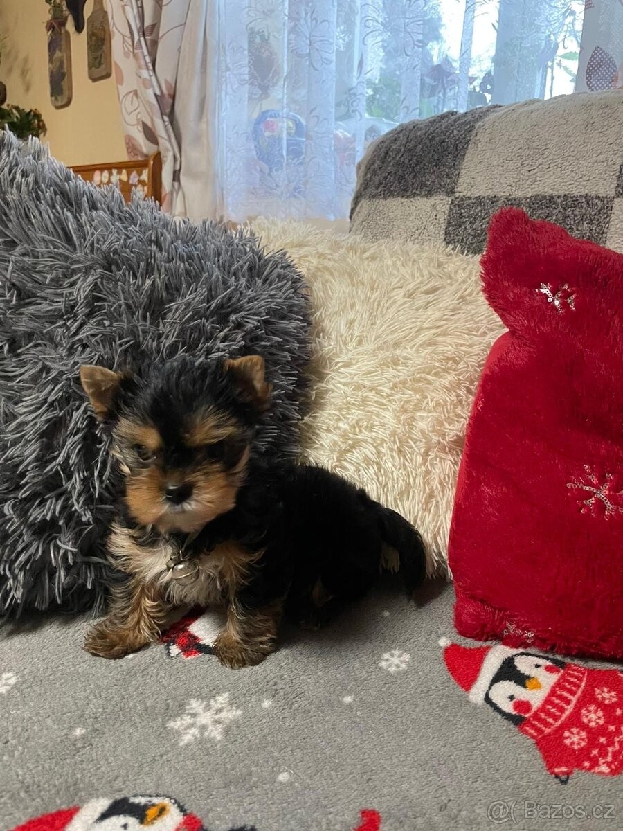 Jorkšírský teriér štěně - 2