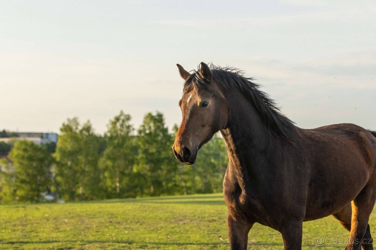 Klisna Welsh Cob 6 let - 2
