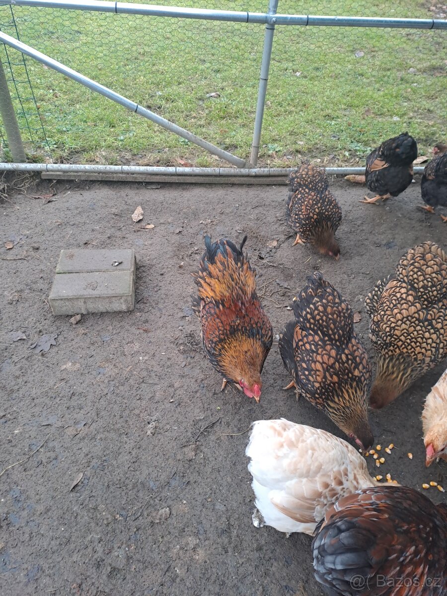 Wyandotky - 2