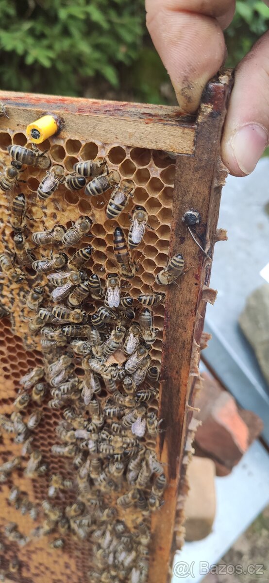 Kvalitní včelí oddělky 39x24, 2026 - 2