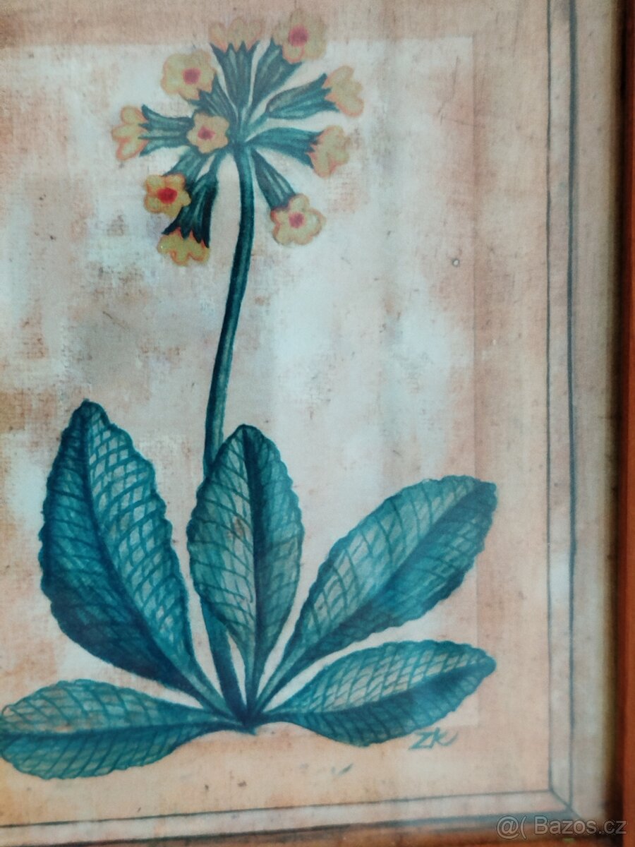 Obrázek Petrklíč - 2