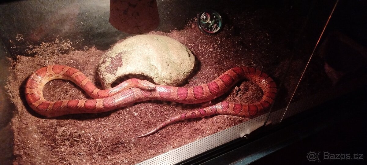 Prodám užovku červenou - 2